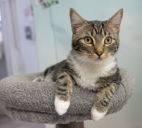 Scarlett (bonded w/ Ben)