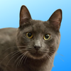adoptable Cat in San Jose, CA named Graphene (bonded w/Clown Pants III)