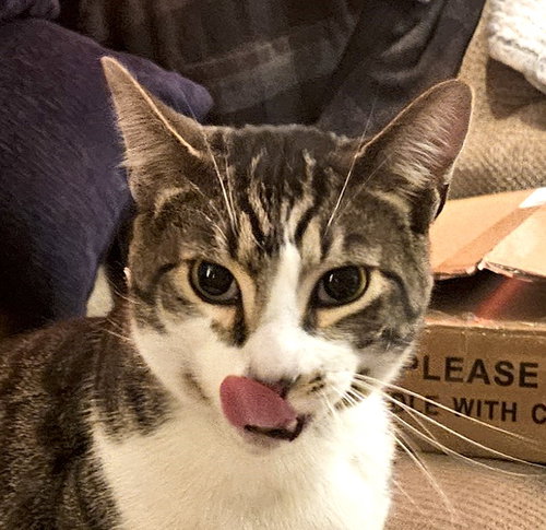 Bruce (Courtesy Post), Adult Domestic Short Hair / Mixed (short coat), cat for adoption in Oakley, California