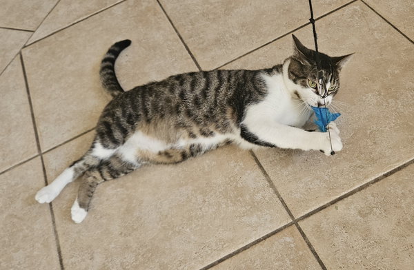 Bruce (Courtesy Post)