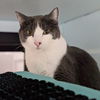 adoptable Cat in San Jose, CA named Fergus (bonded w/ Fergi)