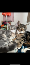 adoptable Cat in San Jose, CA named Garfield and Ramen - bonded pair (Courtesy Post)