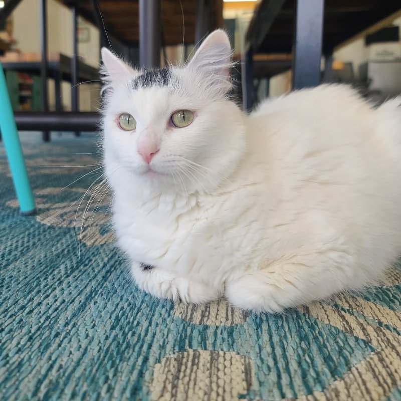 adoptable Cat in San Jose, CA named Poppy Pomfrey