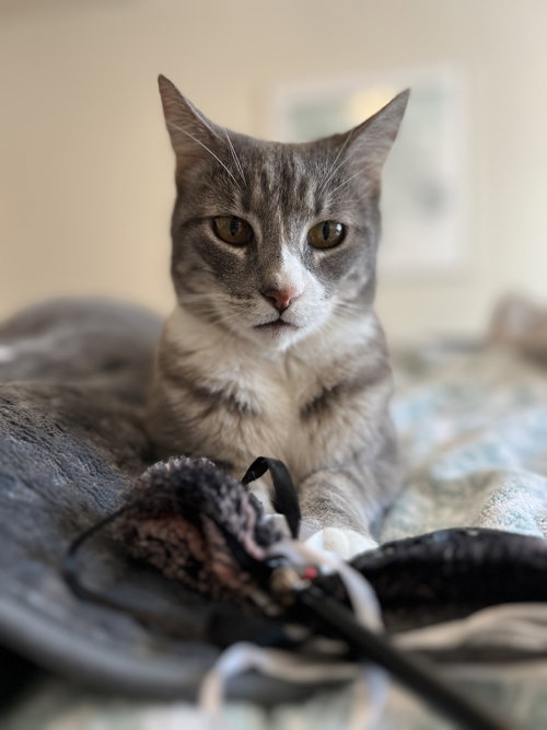 Photo 2 of Cleo