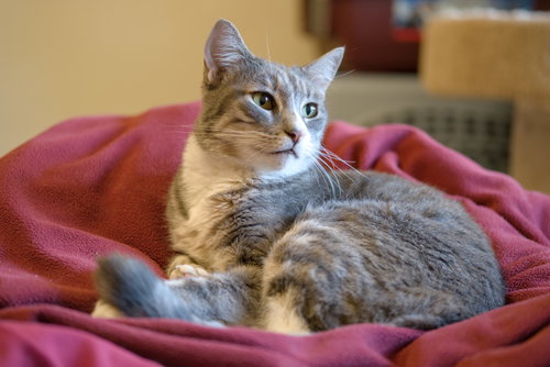 Photo 6 of Cleo