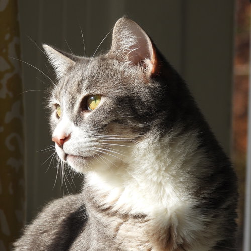 Cleo, Adult Domestic Short Hair / Mixed (short coat), cat for adoption in Brentwood, California