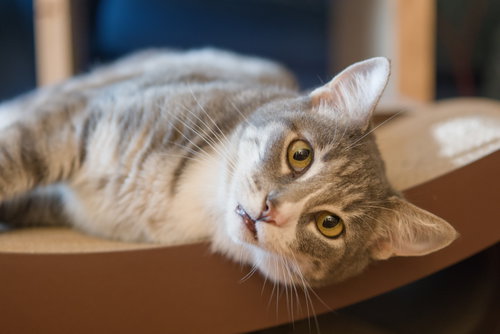 Photo 5 of Cleo