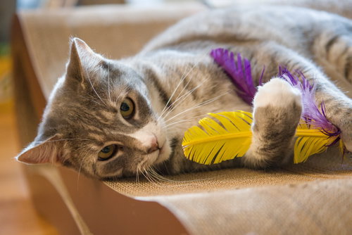 Photo 3 of Cleo