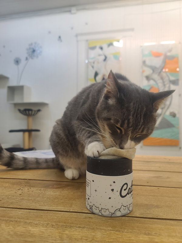 Cleo