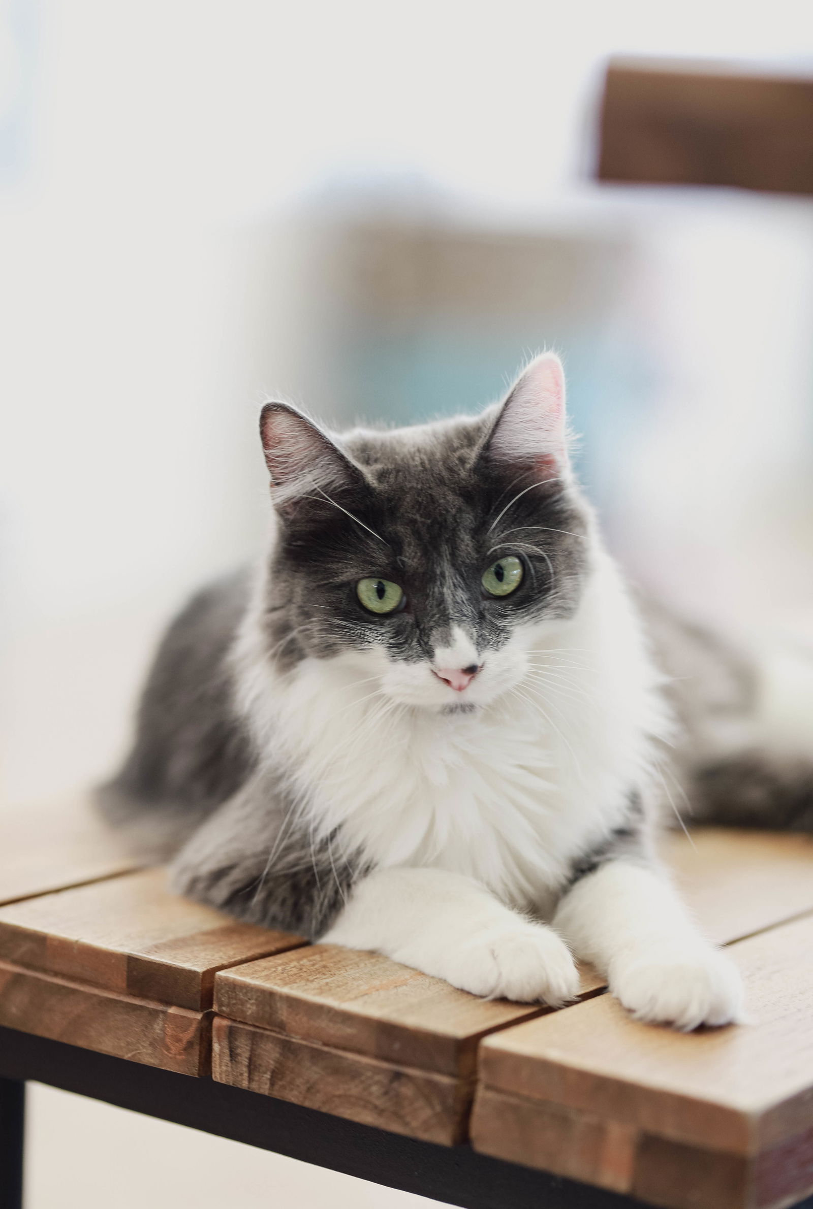 adoptable Cat in San Jose, CA named Fergi