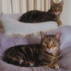 adoptable Cat in San Jose, CA named Charlie & Austin (Courtesy Post)