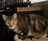 adoptable Cat in San Jose, CA named Charlie and Austin (Courtesy Post)