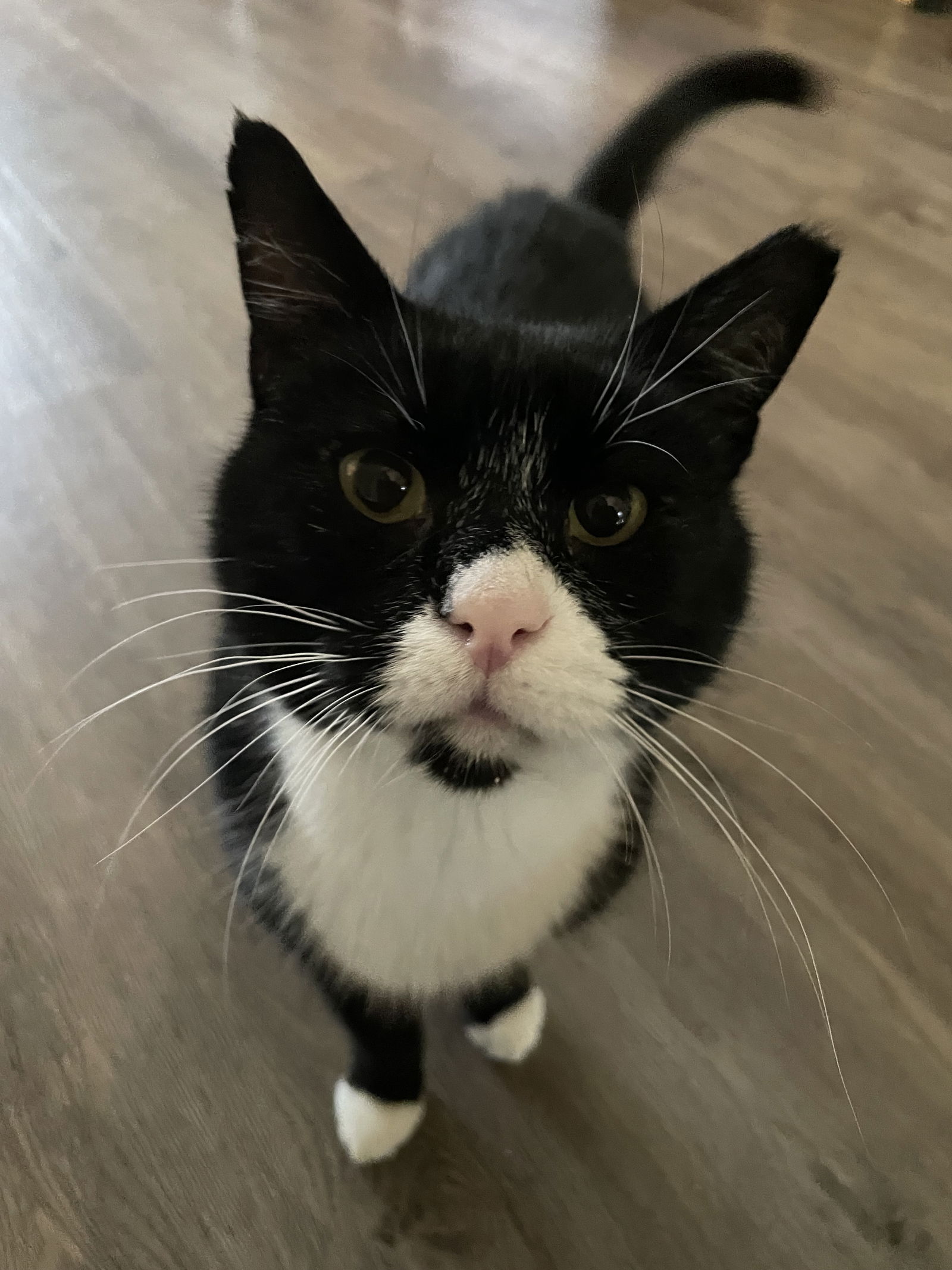 adoptable Cat in San Jose, CA named Tim McPaw