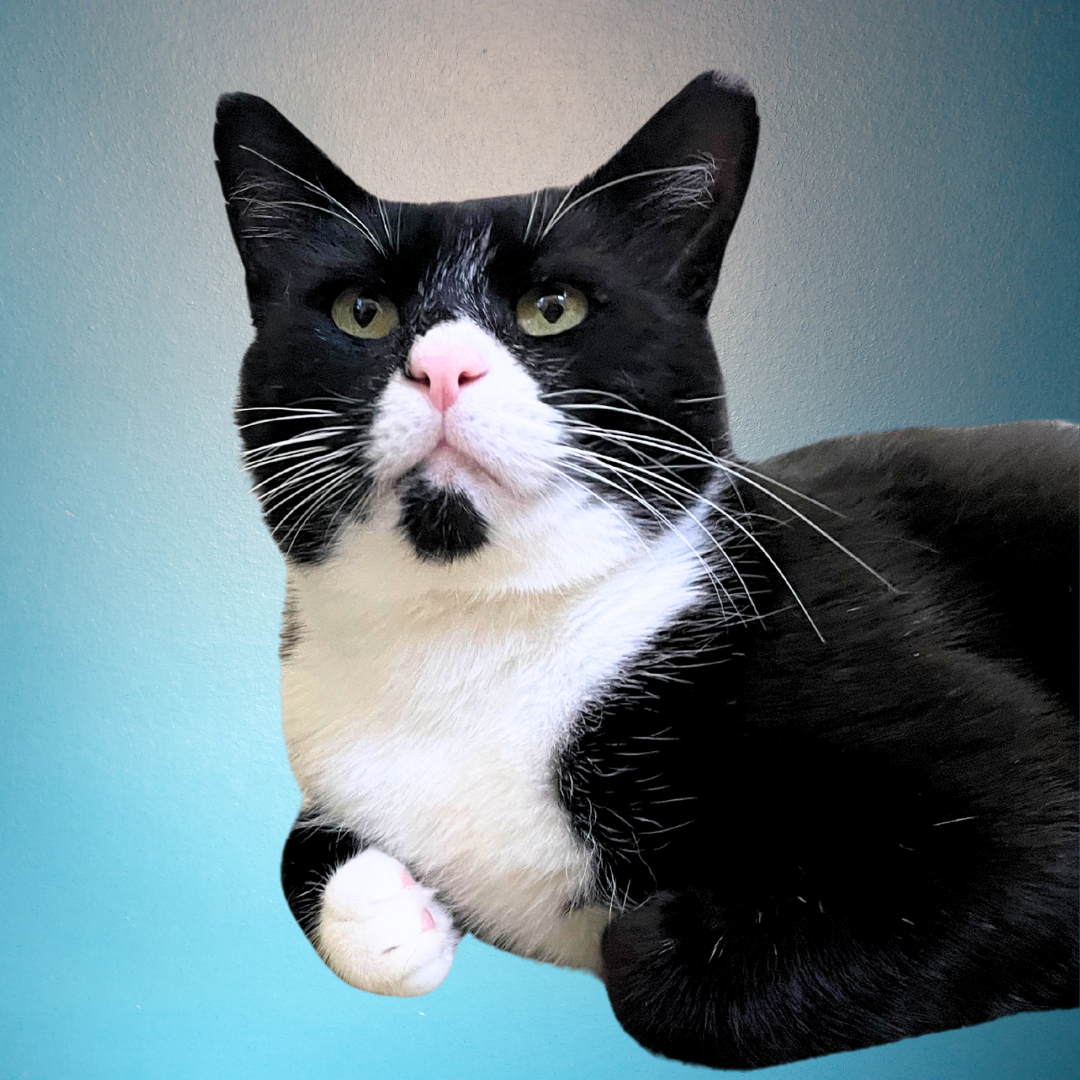 adoptable Cat in San Jose, CA named Tim McPaw