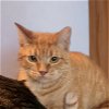 adoptable Cat in san jose, ca, CA named Auggie