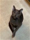 adoptable Cat in  named Blue (Courtesy Post)