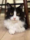 adoptable Cat in San Jose, CA named Purla
