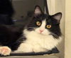 adoptable Cat in  named Purla