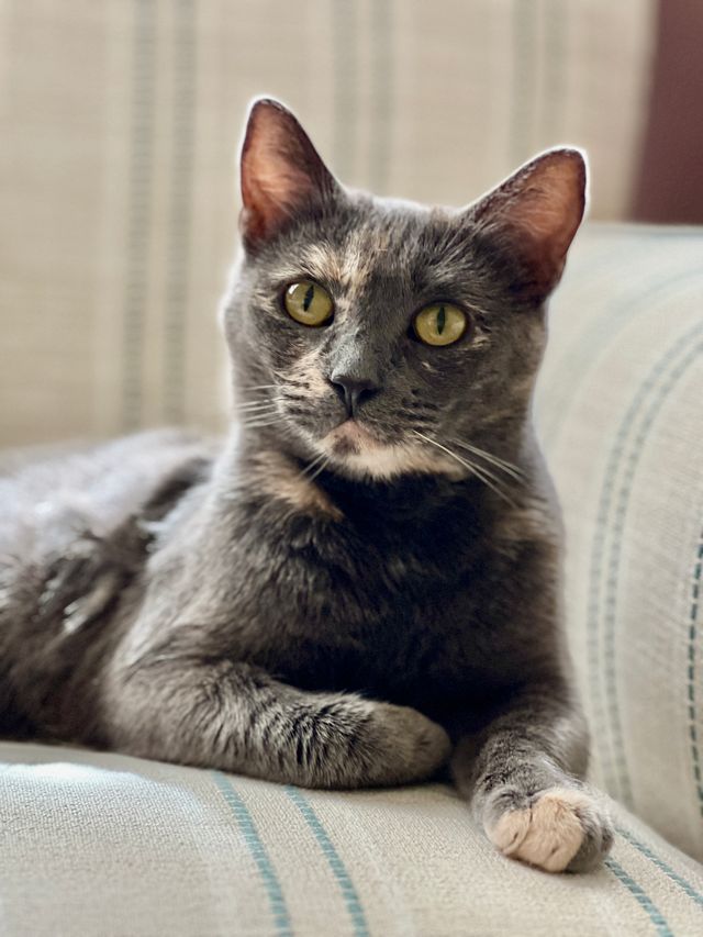 adoptable Cat in San Jose, CA named Racquel