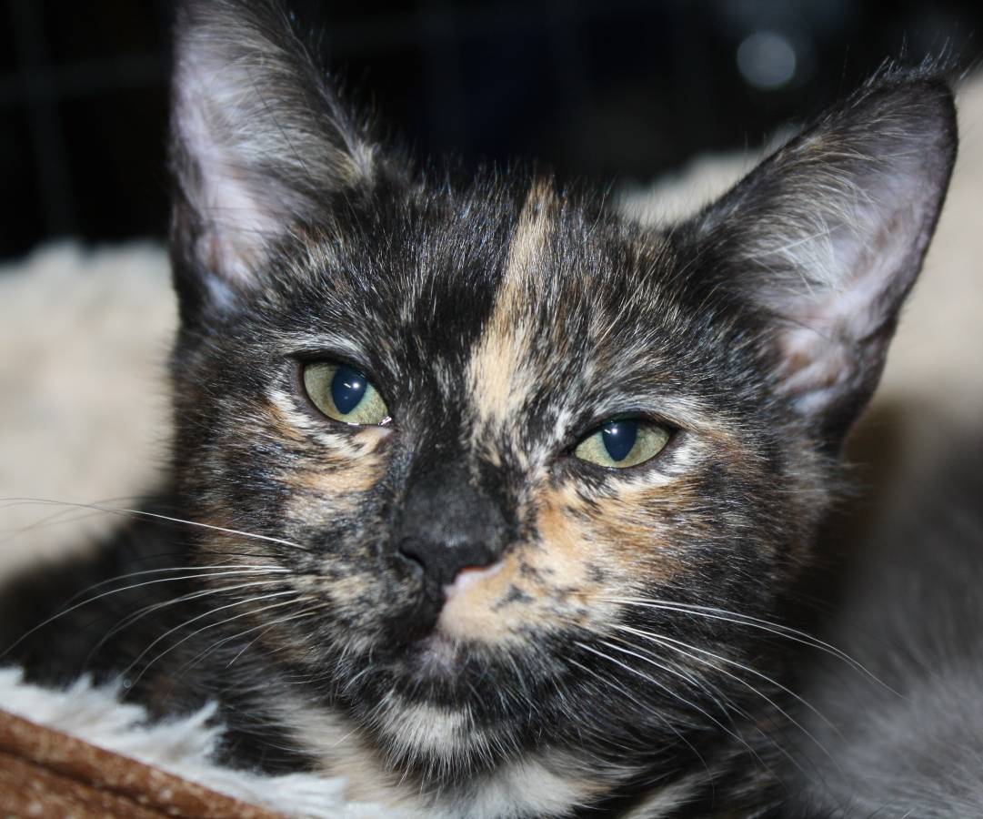 adoptable Cat in San Jose, CA named Pixie (Courtesy Post)