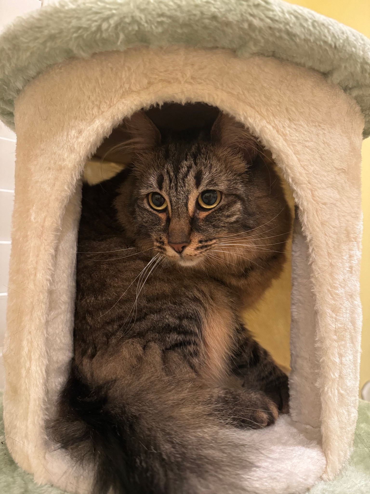 adoptable Cat in San Jose, CA named Xiang Xiang (Courtesy Post)