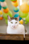 adoptable Cat in  named Marcie (bonded w/ Snoopy)