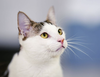 adoptable Cat in  named Snoopy (bonded w/ Marcie)