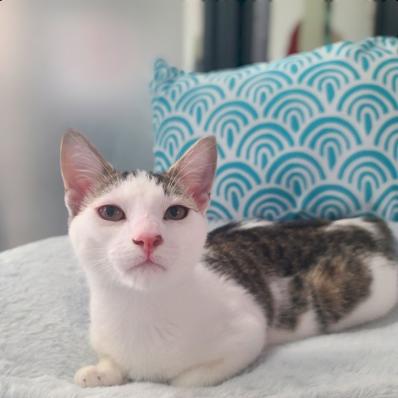 adoptable Cat in San Jose, CA named Snoopy (bonded w/ Marcie)