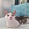 adoptable Cat in  named Snoopy (bonded w/ Marcie)