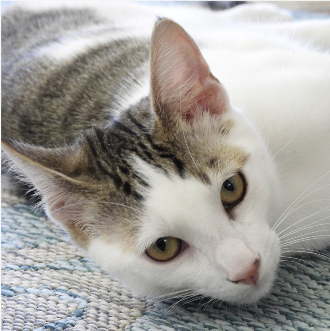 adoptable Cat in San Jose, CA named Snoopy (bonded w/ Marcie)