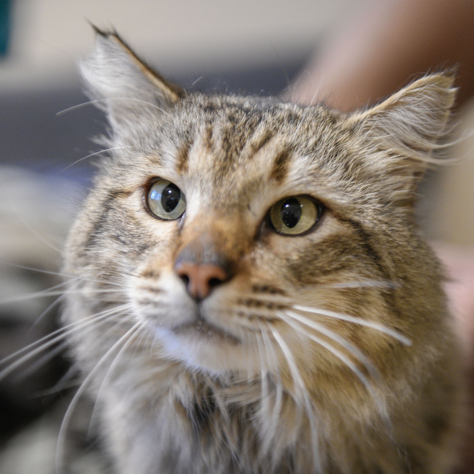 adoptable Cat in San Jose, CA named Benedict