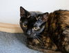 adoptable Cat in San Jose, CA named Mrs Buttersworth