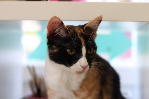 picture of the cat needing adoption