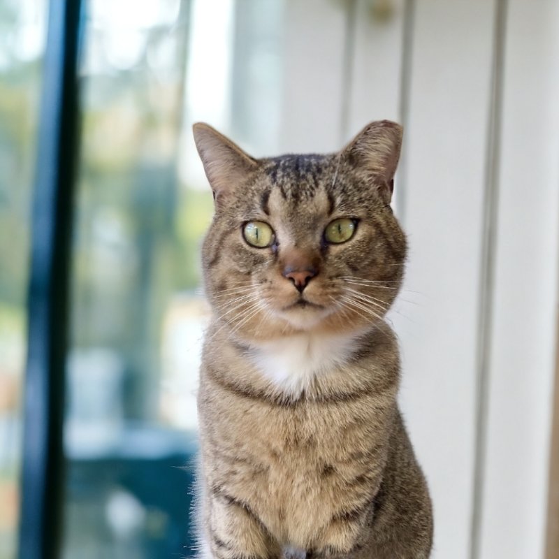 adoptable Cat in San Jose, CA named Superb Owl (bonded with New Girl)