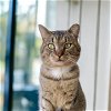 adoptable Cat in  named Superb Owl (bonded with New Girl)