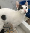 adoptable Cat in San Jose, CA named Maruko (Courtesy Post)