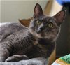 adoptable Cat in  named Eclipse