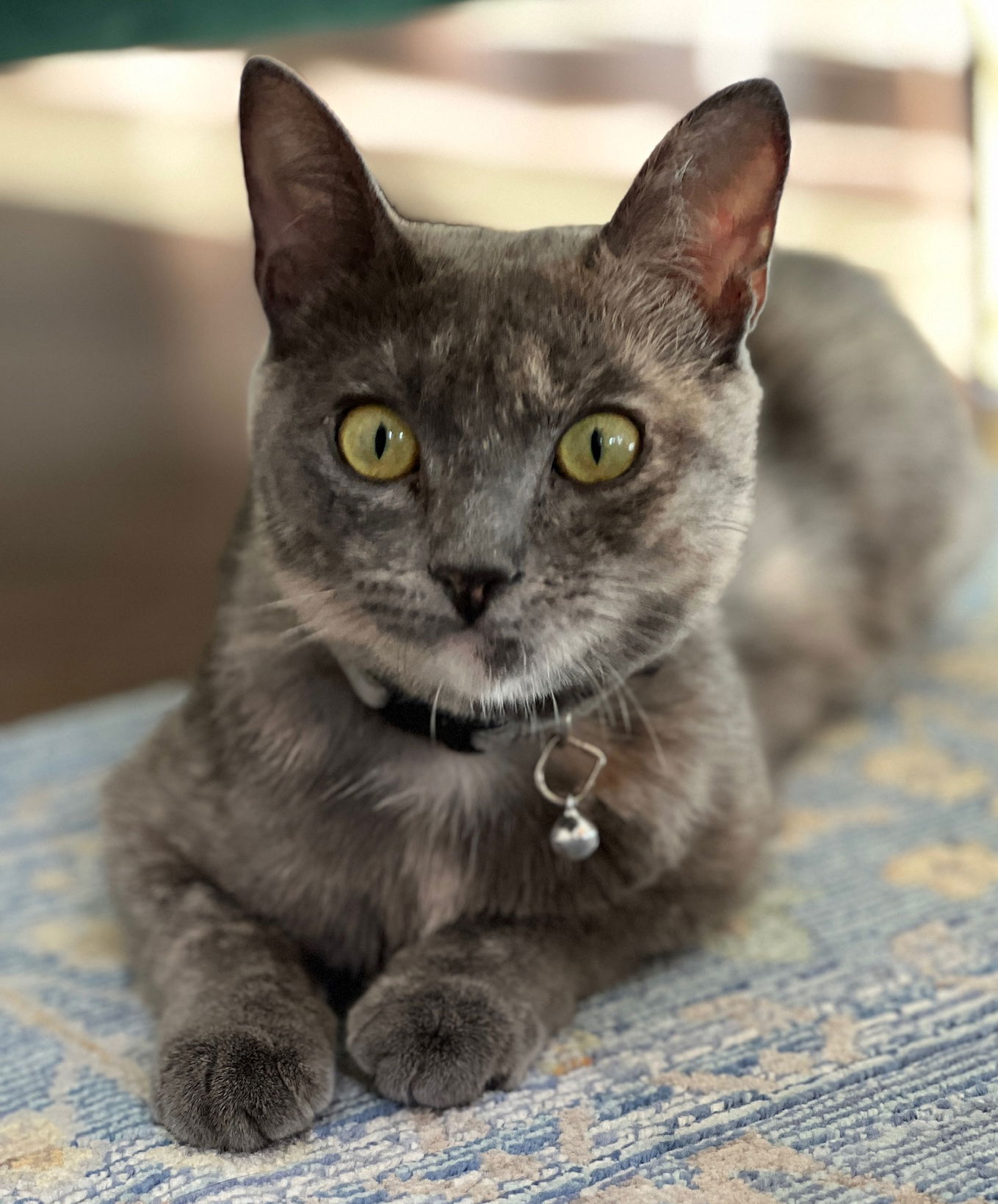 adoptable Cat in San Jose, CA named Eclipse