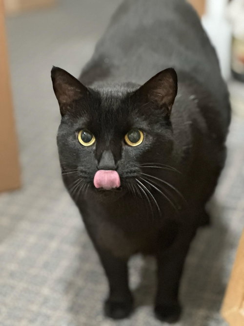 McTab, Adult Domestic Short Hair / Mixed (short coat), cat for adoption in Oakley, California