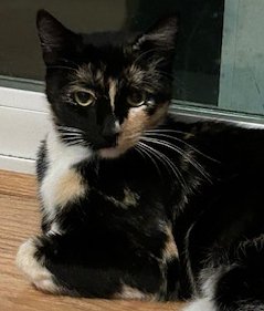 adoptable Cat in San Jose, CA named Lady (Courtesy Post)