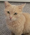 adoptable Cat in San Jose, CA named Harley (Courtesy Post)