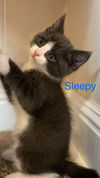 adoptable Cat in San Jose, CA named Sleepy (bonded w/ Dopey)