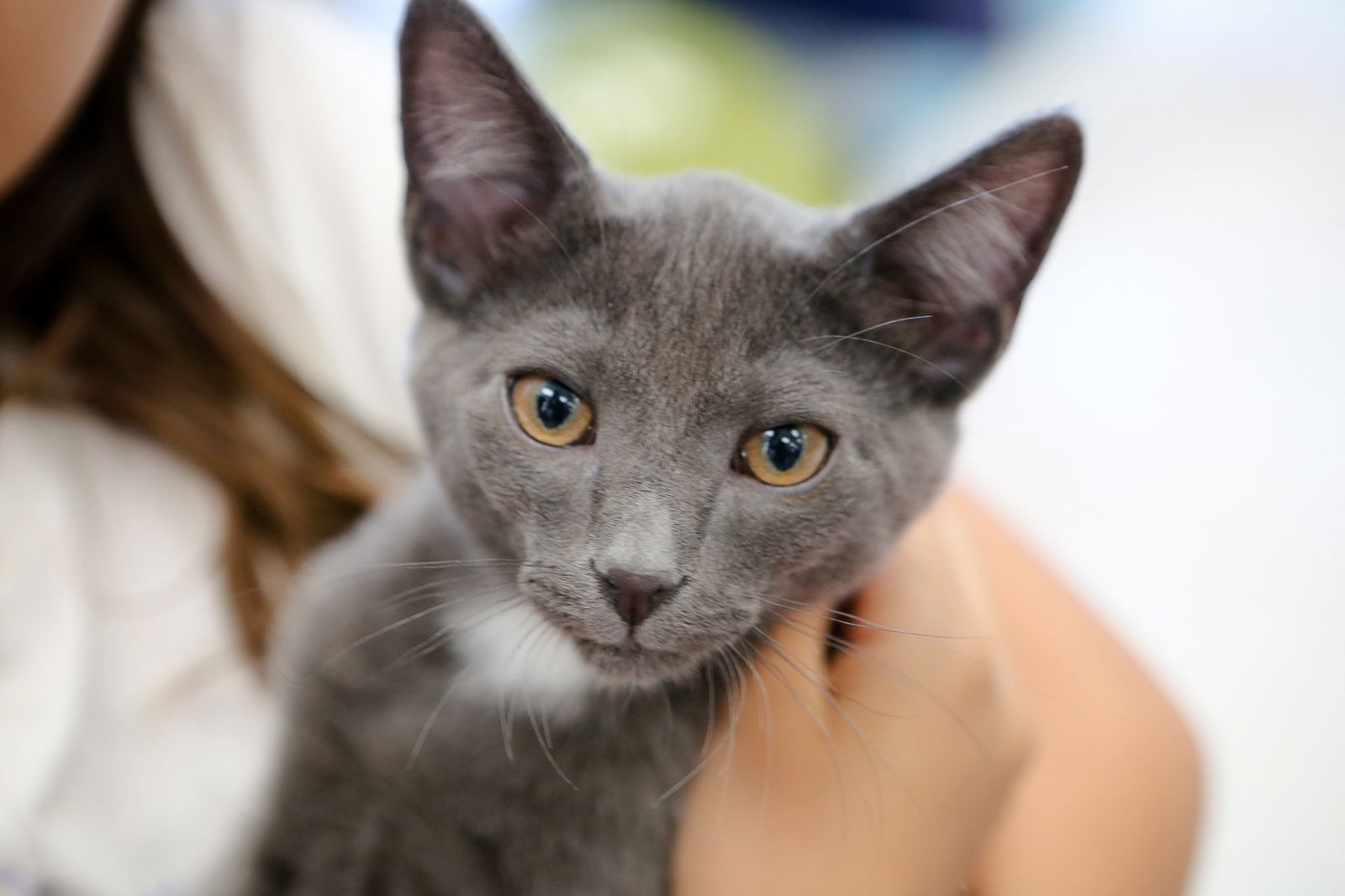 adoptable Cat in San Jose, CA named Dopey (bonded w/ Sleepy)