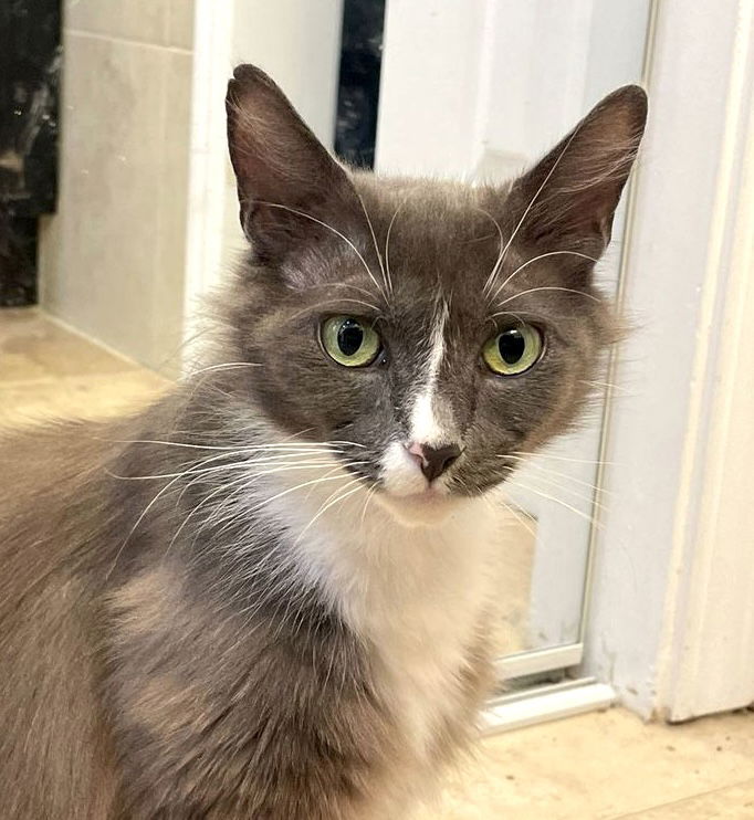 adoptable Cat in San Jose, CA named Snowy