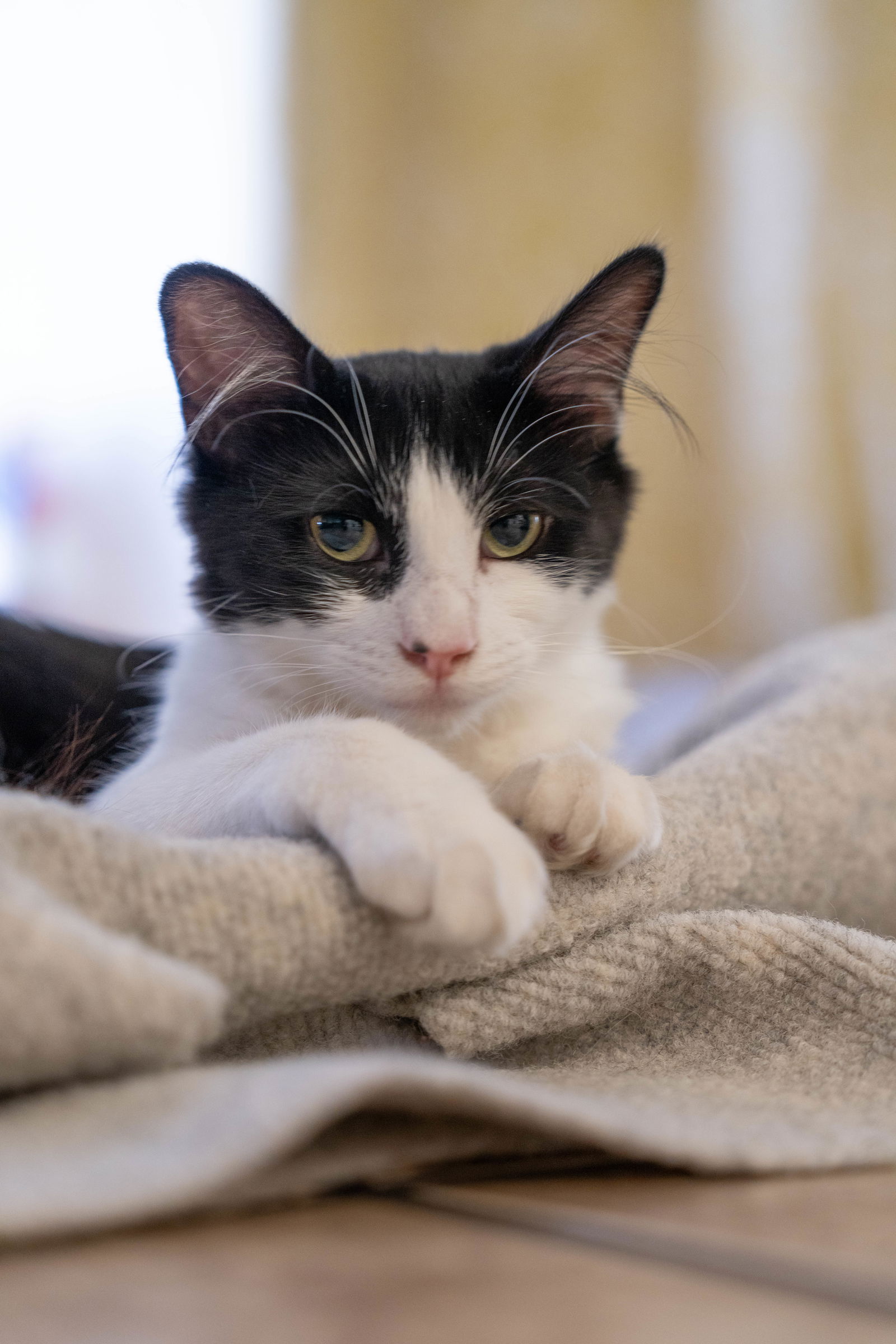 adoptable Cat in San Jose, CA named Gogo