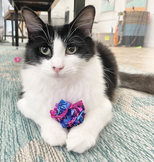 picture of the cat needing adoption