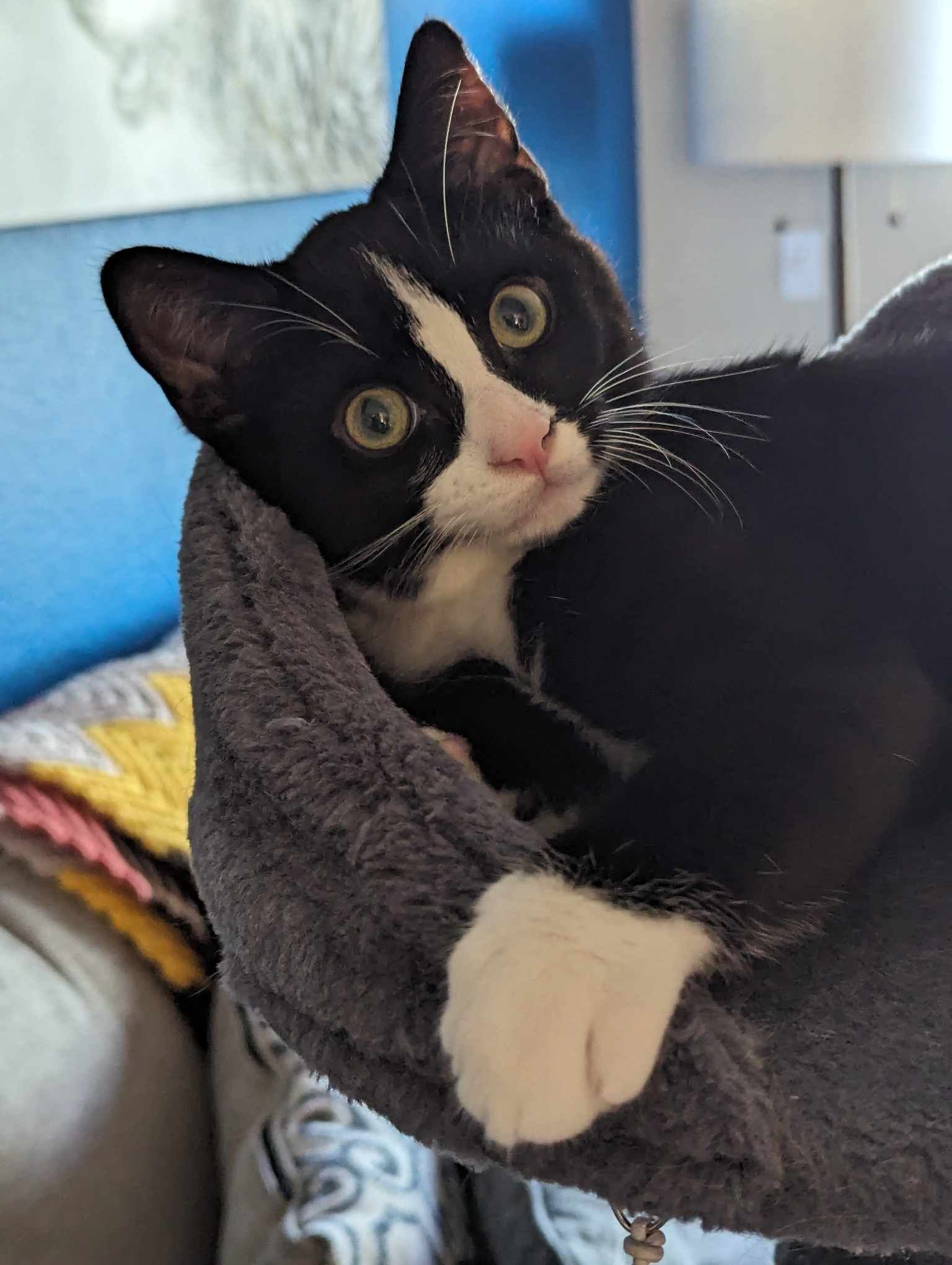 adoptable Cat in San Jose, CA named Webber