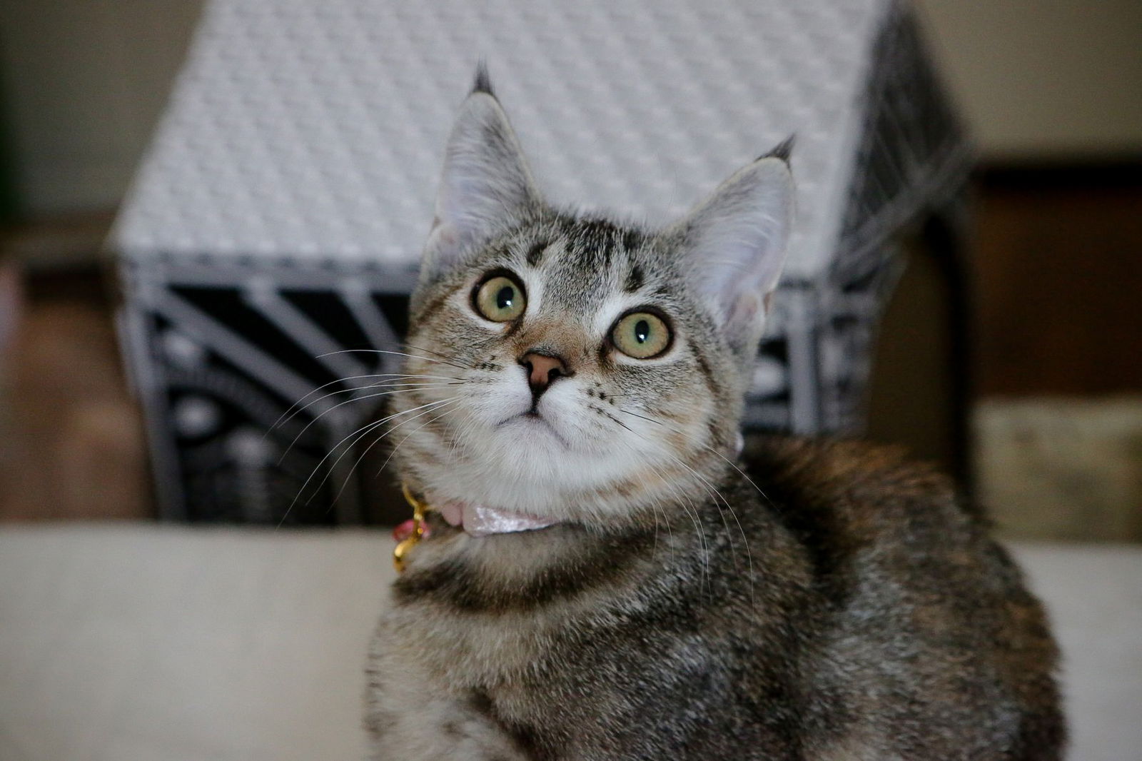 adoptable Cat in San Jose, CA named Bob