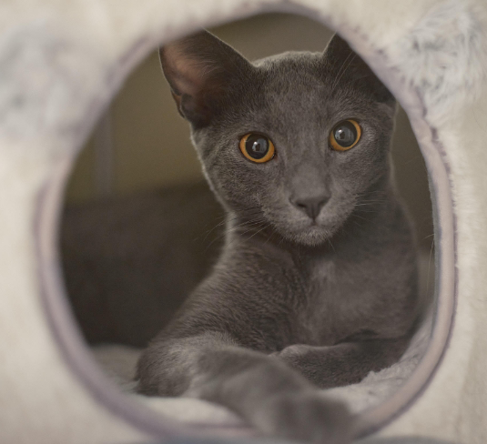 adoptable Cat in San Jose, CA named Storm (bonded w/ Thunder)