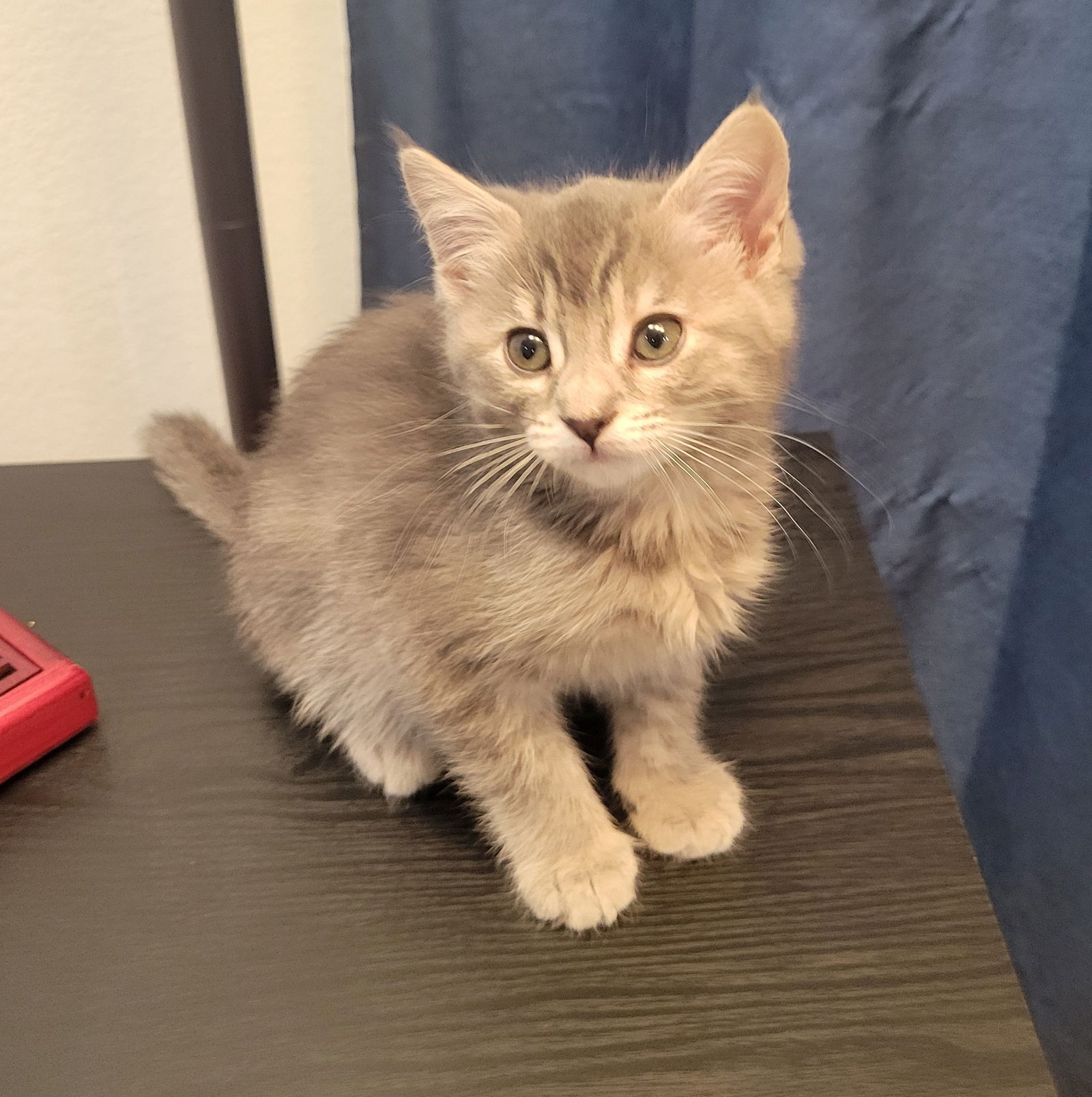 adoptable Cat in San Jose, CA named Lightning